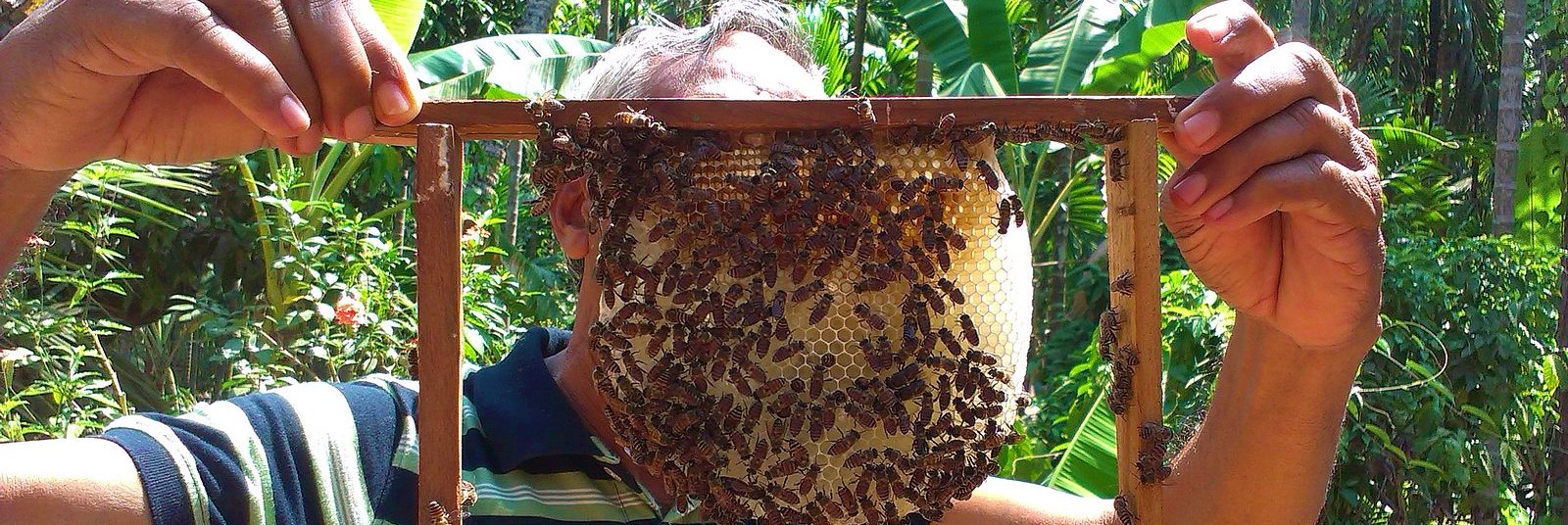 honey farmer header