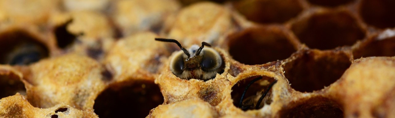 Honey Hatching Honey Bees Drone Male Bee Beehive