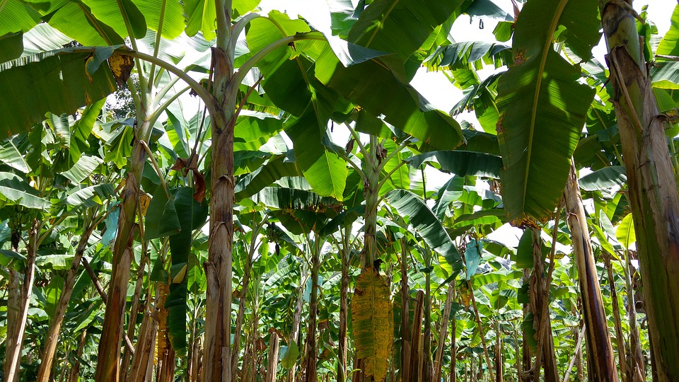 myCoop.online creates Great agricultural cooperatives 6