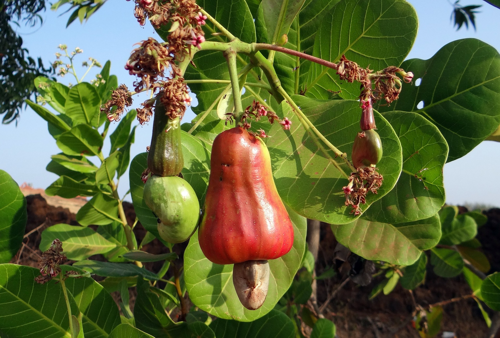 myCoop.online creates Great agricultural cooperatives 1