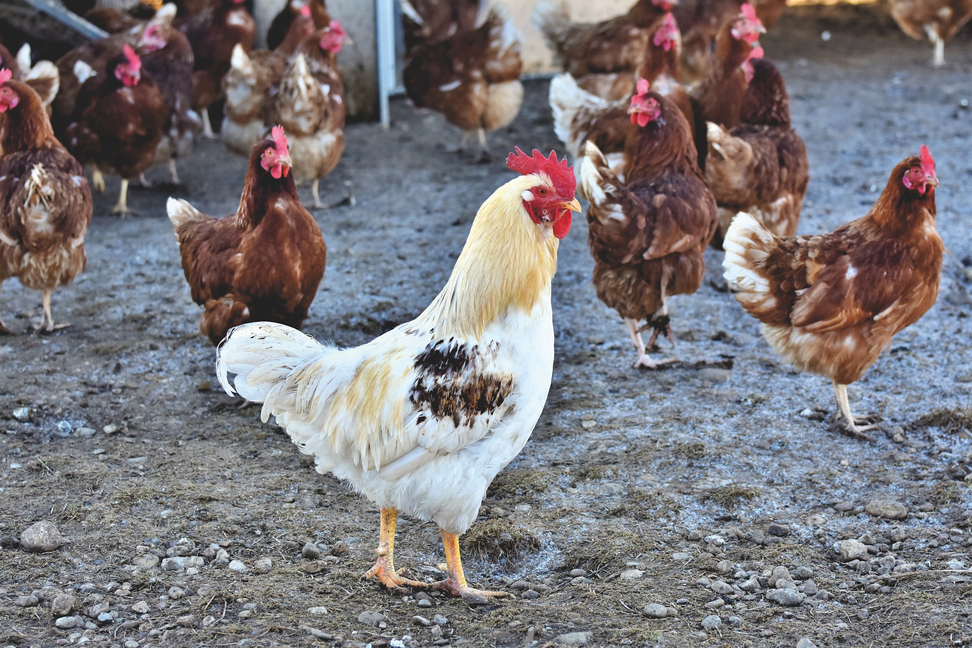 myCoop.online creates Great agricultural cooperatives 12