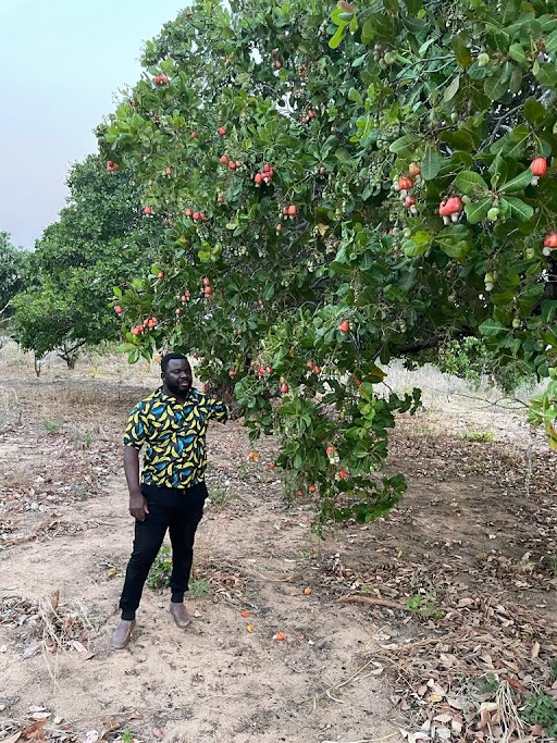 Mozambique Cashew Harvest 2021